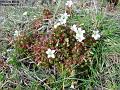2003-0327saxifrag